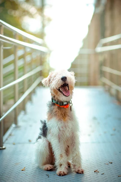 Carino Cane Domestico Della Razza Fox Terrier Sul Ponte — Foto Stock