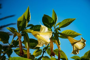 natural, spring background of large, beautiful flowers,yellow bell
