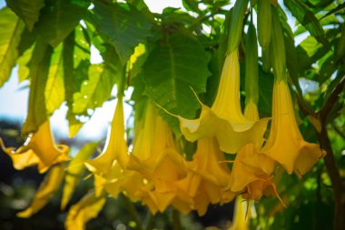 natural, spring background of large, beautiful flowers,yellow bell