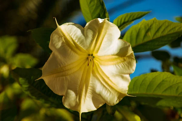 Natural Spring Background Large Beautiful Flowers Yellow Bell — Stockfoto