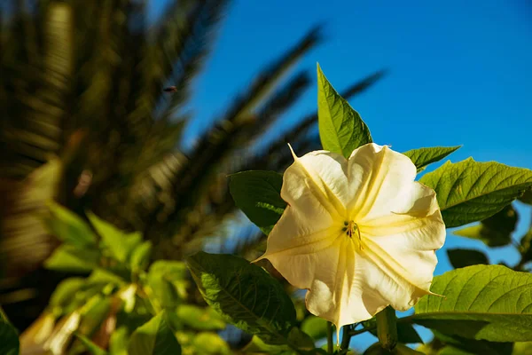 stock image natural, spring background of large, beautiful flowers,yellow bell