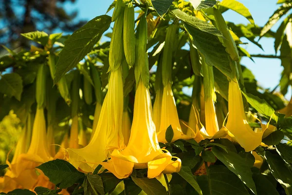 Natural Spring Background Large Beautiful Flowers Yellow Bell Лицензионные Стоковые Изображения
