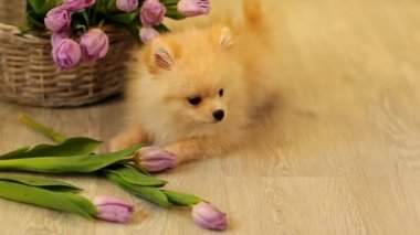 Krem renkli köpek, köpek, Pomeranya cinsi, çiğneyen çiçekler, laleler, evde, yerde.