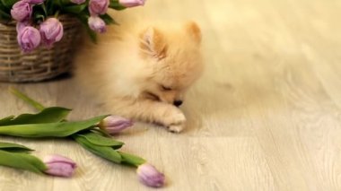 Krem renkli köpek, köpek, Pomeranya cinsi, çiğneyen çiçekler, laleler, evde, yerde.