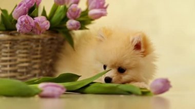 Krem renkli köpek, köpek, Pomeranya cinsi, çiğneyen çiçekler, laleler, evde, yerde.