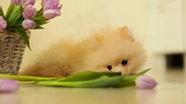 Krem renkli köpek, köpek, Pomeranya cinsi, çiğneyen çiçekler, laleler, evde, yerde.