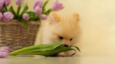 Krem renkli köpek, köpek, Pomeranya cinsi, çiğneyen çiçekler, laleler, evde, yerde.