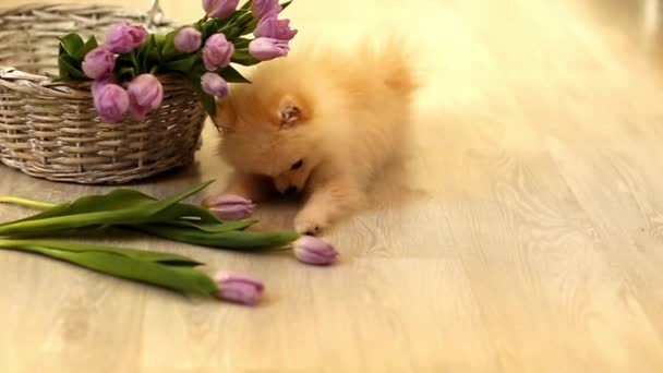 Gräddfärgad Valp Hund Pommerska Ras Gnagande Blommor Tulpaner Hemma Golvet — Stockvideo