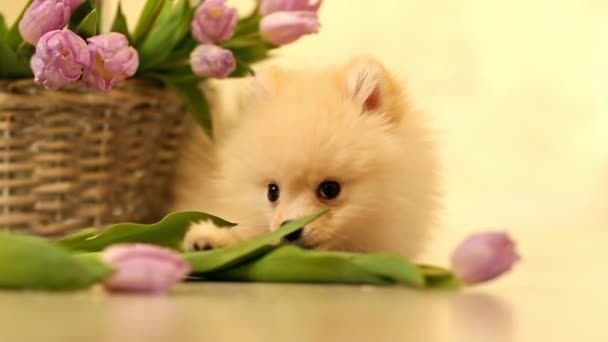 Cremefarbener Welpe Hund Pommersche Rasse Nagende Blumen Tulpen Hause Auf — Stockvideo