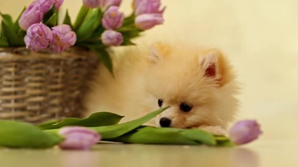 Cremefarbener Welpe Hund Pommersche Rasse Nagende Blumen Tulpen Hause Auf — Stockvideo