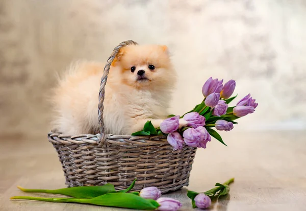 Mor lalelerle dolu bir sepette oturan şirin Pomeranya köpeği.