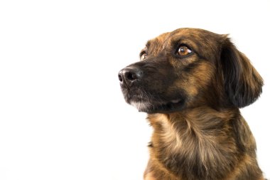 köpek ifade