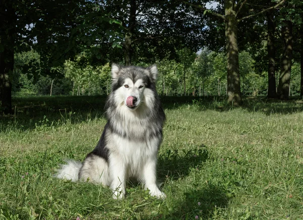 Alaszka malamute a parkban, a zöld fű — Stock Fotó