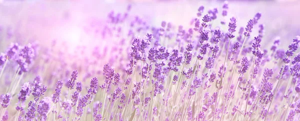 Selective Focus Purple Lavender Flowers Blur Background Lavender Field Sunset — Foto de Stock