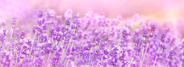 Selective Focus Purple Lavender Flowers Blur Background Lavender Field Sunset — Fotografia de Stock