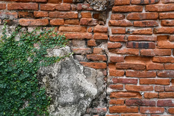 The green vine grows through a cracked and chipped stucco wall with an area of exposed brown brick. Brick wall background texture and wallpaper. Wall decoration. Exterior design.