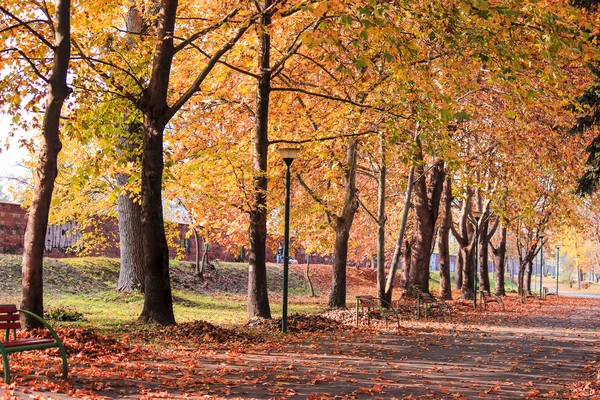 Parkta sonbahar renkleri