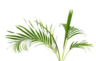 Palm fronds waving in the wind,