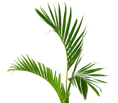 Beyaz arkaplanda yalıtılmış palmiye yaprakları