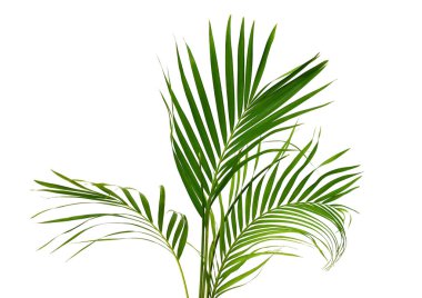 Palm fronds waving in the wind,