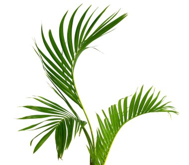 Palm fronds waving in the wind,