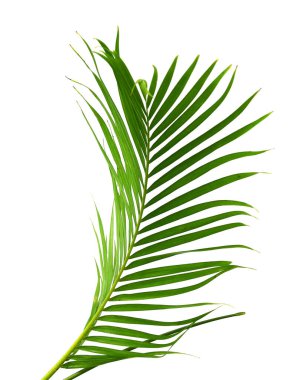 Palm fronds waving in the wind,