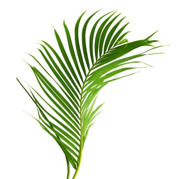Palm fronds waving in the wind,