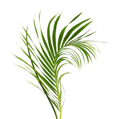 tropikal yaprak yeşil palmiye ile kavram yaz. yaprak çiçek