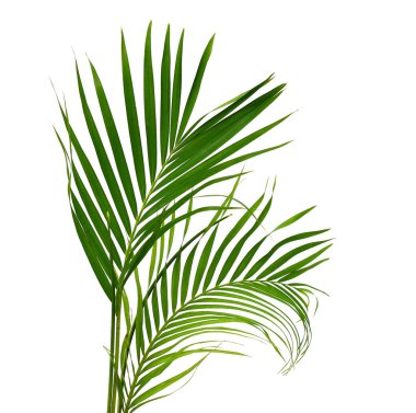 tropikal yaprak yeşil palmiye ile kavram yaz. yaprak çiçek