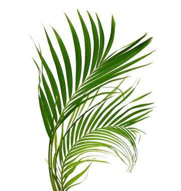 Beyaz zemin üzerine yeşil Hindistan cevizi yaprağı