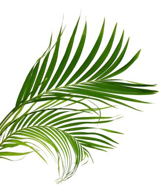 Beyaz zemin üzerine yeşil Hindistan cevizi yaprağı