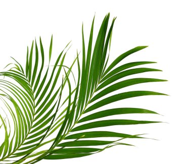 Beyaz zemin üzerine yeşil Hindistan cevizi yaprağı