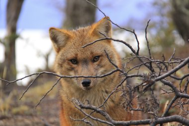 beklenmedik bir ziyaretçi