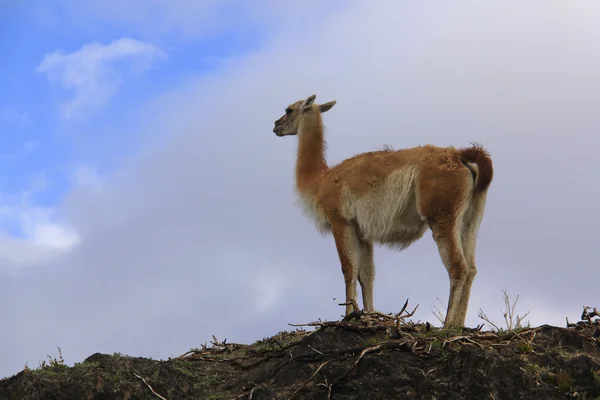 南美野生羊驼在安第斯山脉 — 图库照片