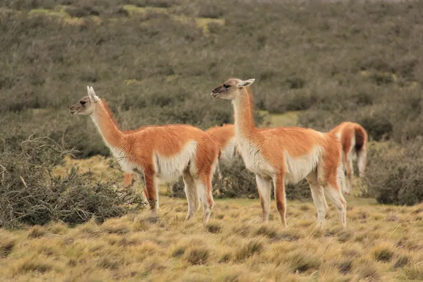 Pár guanako — Stock fotografie