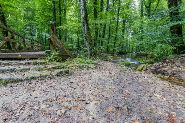 에르츠 강기슭 나무들 아래에서 여름철의 룩셈부르크 트레일에서 수있다 — 스톡 사진