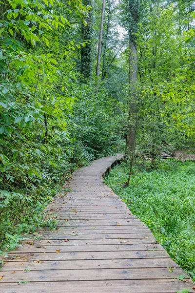 Mullerthal Trail Holzweg Zwischen Üppigen Bäumen Und Grüner Wildvegetation Richtung — Stockfoto
