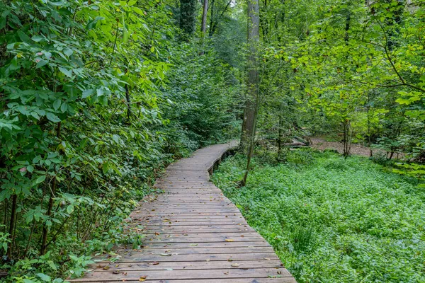 Holzweg Zwischen Üppigen Bäumen Und Grüner Wildvegetation Einer Brücke Hintergrund — Stockfoto