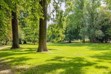 Two huge tree trunks on green grass surrounded by trees with green foliage, sunny summer day in the Maastricht city park in South Limburg, Netherlands