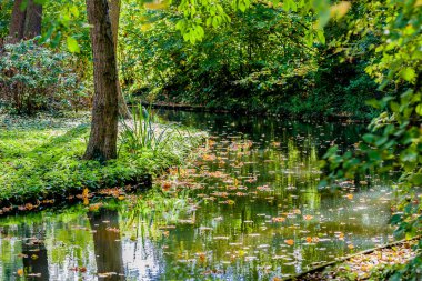 Stream with reflection in the water surface with dry leaves floating, surrounded by green wild vegetation, autumn day in Voerendaal South Limburg in the Netherlands