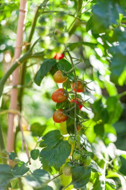 Ripe and unripe cherry tomatoes growing on a branch in an organic greenhouse garden, wonderful sunny day in the Netherlands Holland, beautiful combination of color and texture