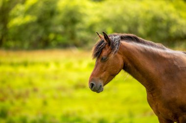 Closeup of the head and neck of a brown connemara pony surrounded by greenery with a pale yellow green blurred background, sunny spring day in Ireland, room for text or copy space
