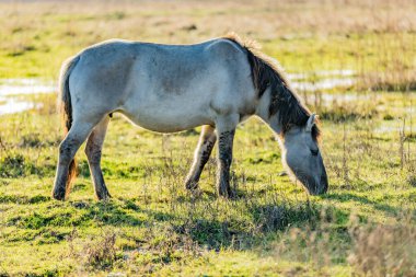Wild gray horse or Konik horse grazing on a green meadow in a nature reserve with some water in the blurred background, sunny day in the Netherlands