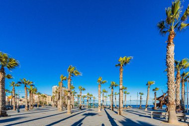 Palm trees on the esplanade of the promenade with the sea in the background, shadows cast on the ground, sunny day with a clear blue sky in Barcelona, Spain