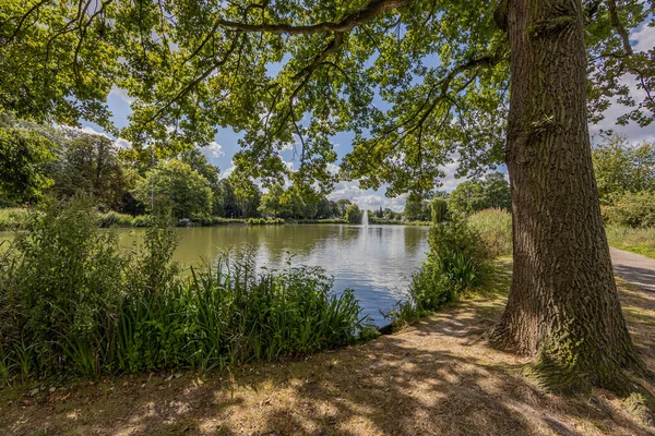 Huge trunk of a leafy tree by the lake with a fountain in the background in the city park of Sittard, sunny summer day with a blue sky in South Limburg, The Netherlands