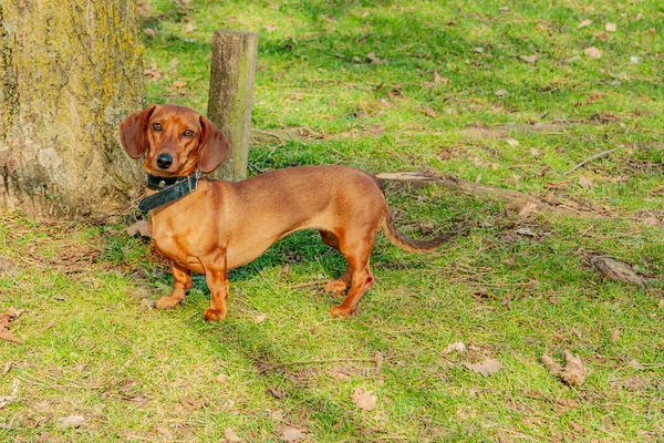 Light brown short-haired dachshund standing on green grass next to a tree trunk looking at the camera, enjoying a sunny winter day in the wild in Meersen, South Limburg in the Netherlands Holland