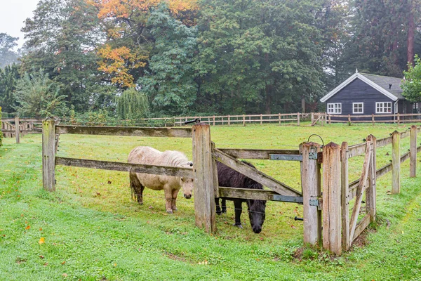 One White One Black Pony Wooden Fences Equestrian Farm Day — Stockfoto