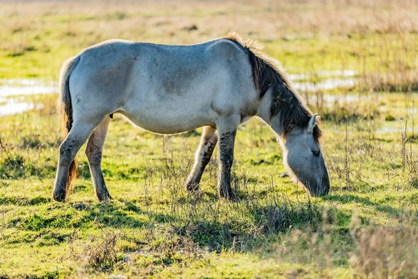 Wild Gray Horse Konik Horse Grazing Green Meadow Nature Reserve — Fotografia de Stock