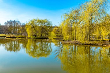 Lake with mirror reflection in the water in the middle of a park surrounded by weeping willow trees, sunny and calm spring day in Landgraaf, South Limburg, Netherlands Holland