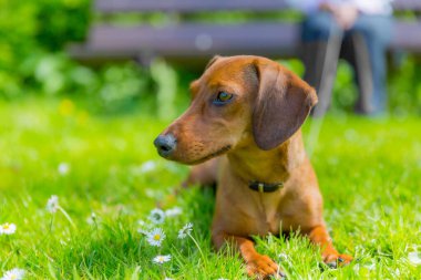 Beautiful light brown short haired dachshund attentive and lying on the green grass with small white flowers with a blurred background, enjoying a sunny day in the park